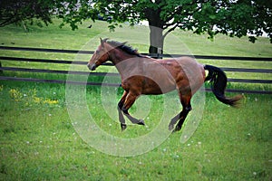 A quarterhorse running