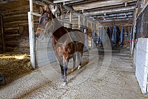 Quarterhorse in Stable