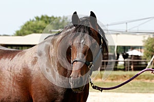 Quarterhorse Stallion