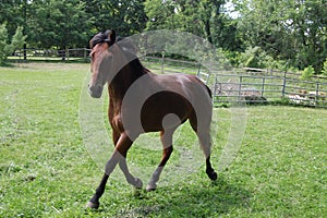 Quarterhorse troting twords camera photo