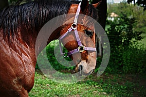 Quarterhorse walking photo