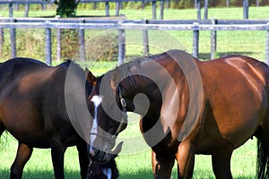 Quarterhorses Grazing