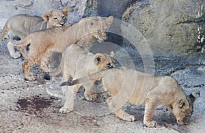A Quartet of Curious Lion Cubs photo