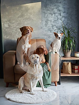 Quartet of dogs posing, A Labrador, Vizsla, Jack Russell and Toller together photo