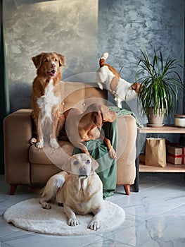 Quartet of dogs posing, A Labrador, Vizsla, Jack Russell and Toller together photo