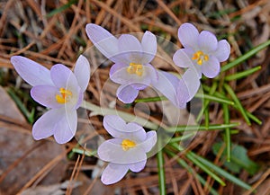 Quartet in mauve arising from pine straw