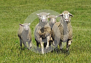 Quartet of Running Sheep photo
