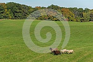 Quartet of Sheep Ovis aries Run in Autumn Field