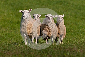 Quartet of Sheep Ovis aries Run Up Over Hill Autumn photo