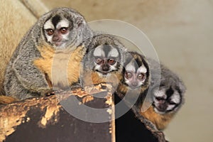 Southern Bolivian Night monkey photo