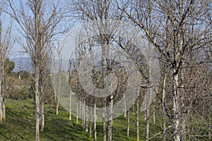 Quartu S.E. - Loc. Flumini - campaign in front of the beach - Sardinia