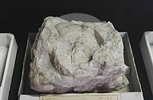 Quartz conglomerate sedimentary rocks