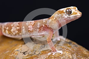 Quartz Gecko Pachydactylus latirostris