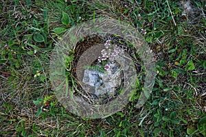 Quartz stone, in green grass, close-up. Top view