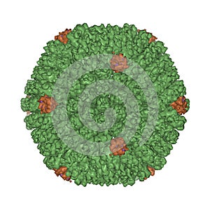 The quasi-atomic 3D Gaussian surface model of human adenovirus type 5 capsid photo