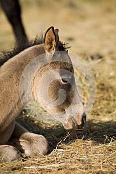 Quater horse foal