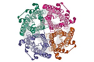 Quaternary structure of rat aquaporin-4, 3D cartoon model isolated, white background