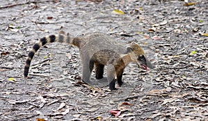 Quati also known as South American coati in Brazilian ecological park photo