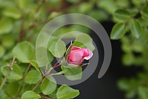 Quatre Saisons Rose photo