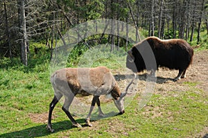 Quebec, bison and a caribou in the Saint Felicien zoo