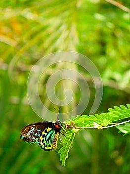 Queen Alexandra's Birdwing photo