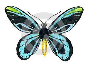 Queen Alexandra` s birdwing butterfly