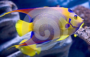 Queen angelfish 1