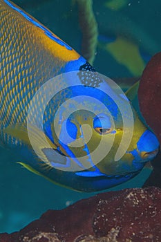 Queen Angelfish