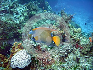 Queen angelfish