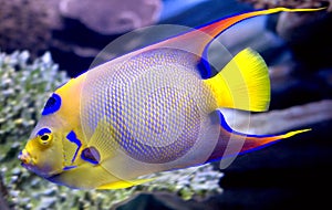 Queen angelfish 2