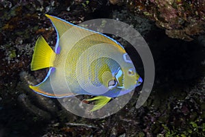 Queen Angelfish