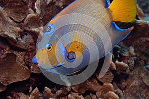 Queen Angelfish on Caribbean Coral Reef