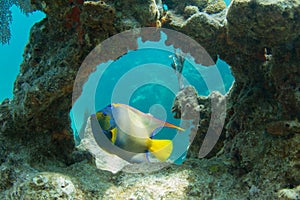 Queen Angelfish through Coral Arch