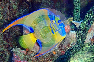 Queen angelfish