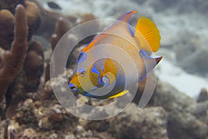 Queen Angelfish on Caribbean Coral Reef