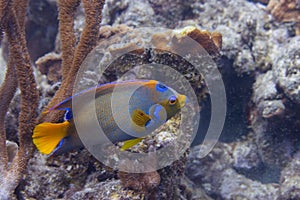 Queen Angelfish on Caribbean Coral Reef