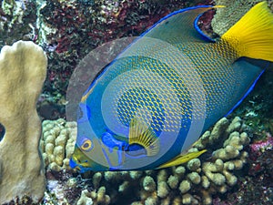 Queen angelfish,Holacanthus ciliaris