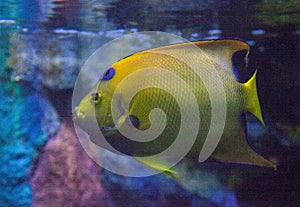 Queen angelfish Holacanthus ciliaris