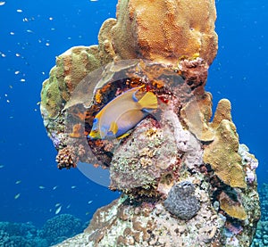 Queen angelfish,Holacanthus ciliaris