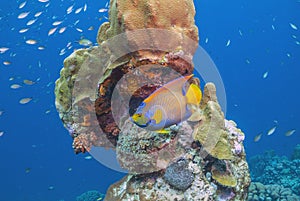 Queen angelfish,Holacanthus ciliaris