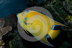 Queen Angelfish (Holacanthus ciliaris)