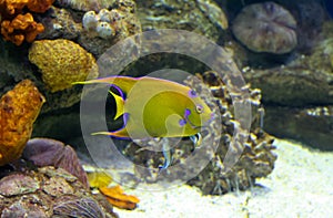 Queen angelfish or Holacanthus ciliaris