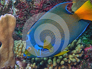 Queen angelfish ,Holacanthus ciliaris