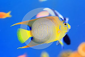 Queen angelfish