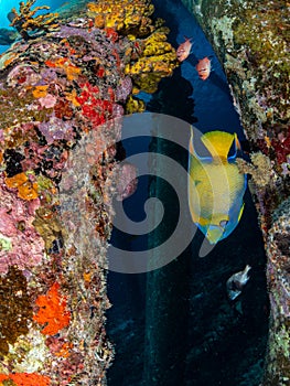 Queen angelfish, Holacanthus ciliaris, at Salt Pier in Bonaire