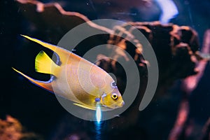 Queen Angelfish Holacanthus Ciliaris Swimming In Aquarium