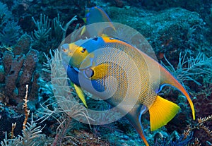 Queen Angelfish on Molasses Reef, Key Largo, Florida Keys