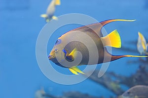 Queen Angelfish swimming