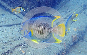 Queen Angelfish swimming among the rock and coral reef