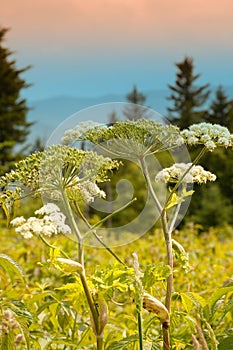 Queen Ann Lace Flower in the Appalachian Mountains photo